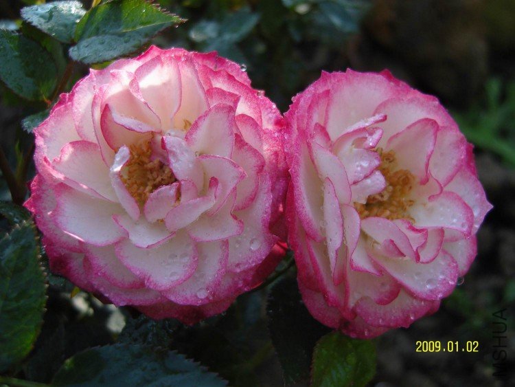 SNV82041.jpg
