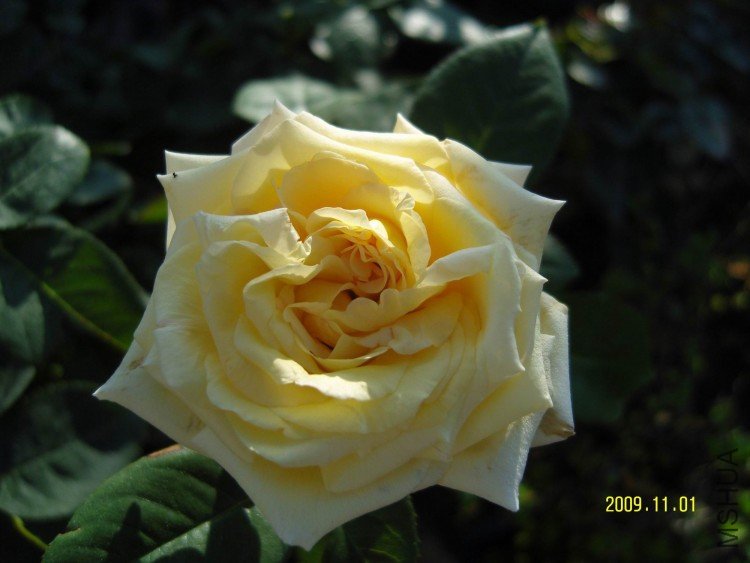 SNV83991.jpg