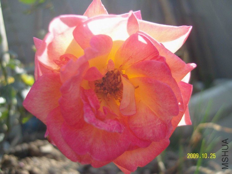 SNV83979.jpg