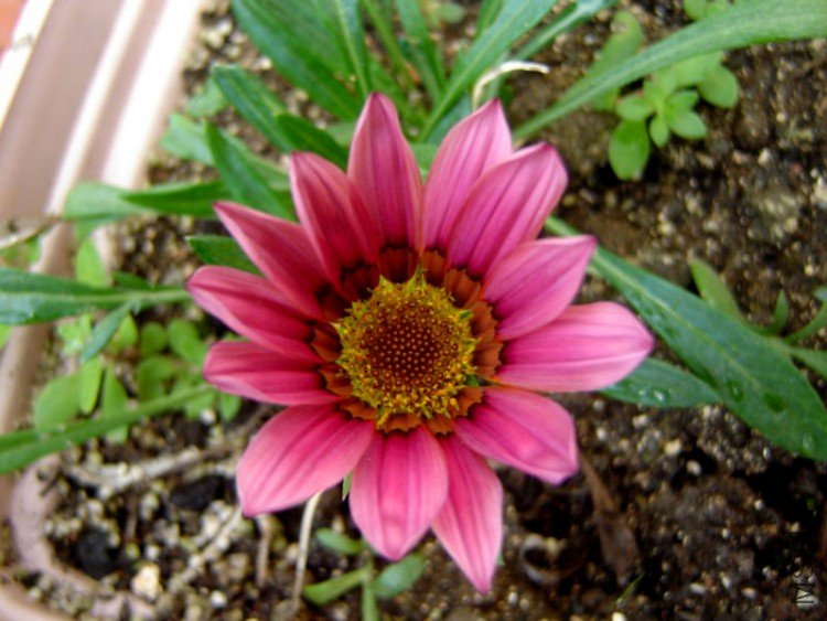 DSC06234.JPG