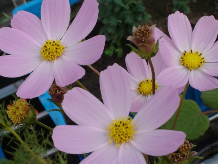 DSC06261.JPG
