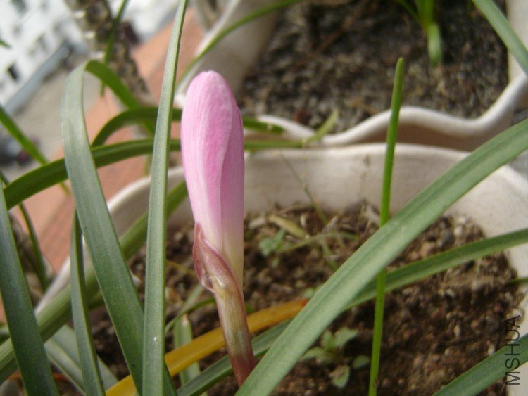DSC06412.JPG