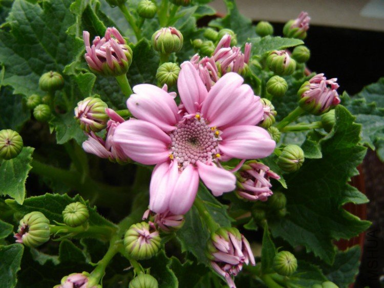 DSC06550.JPG