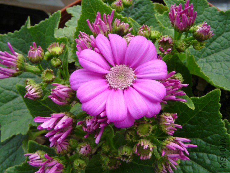 DSC06554.JPG