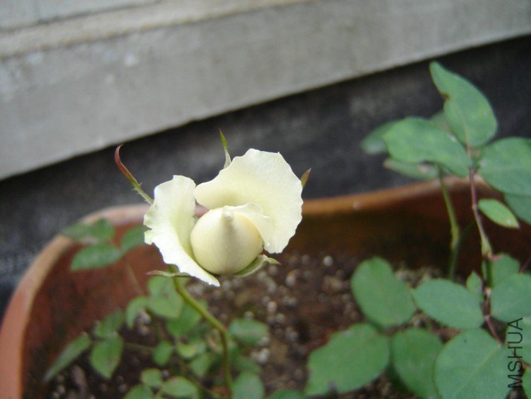 DSC06452.JPG