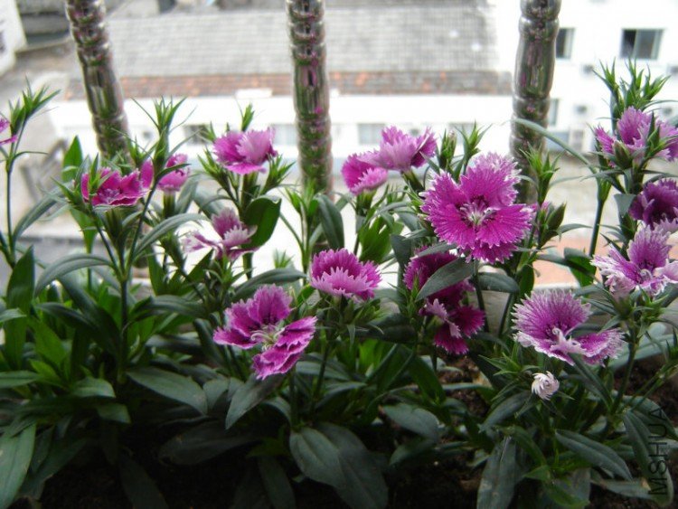 DSC06398.JPG