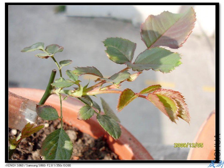SDC12739_nEO_IMG.jpg