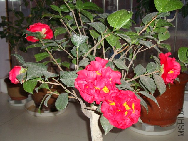 DSC00787.JPG