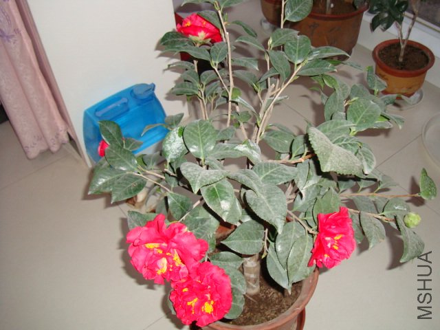 DSC00790.JPG