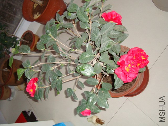 DSC00788.JPG