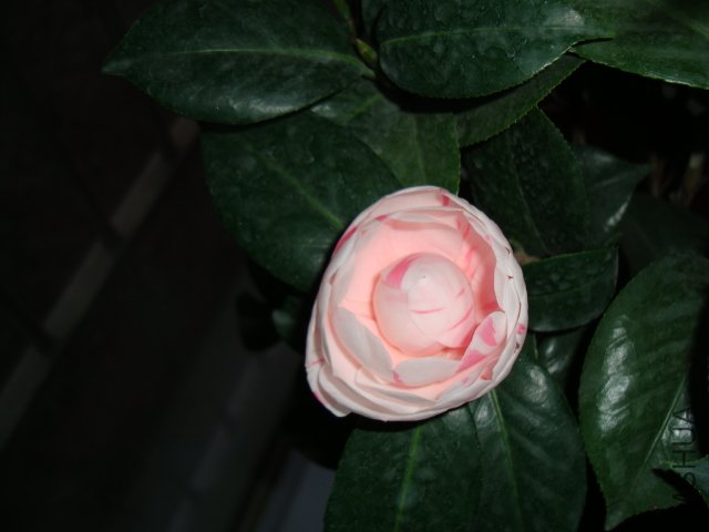DSC00796.JPG