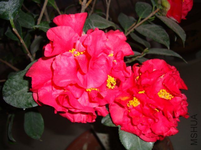 DSC00789.JPG
