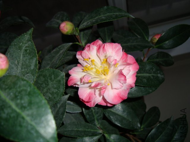 DSC00791.JPG