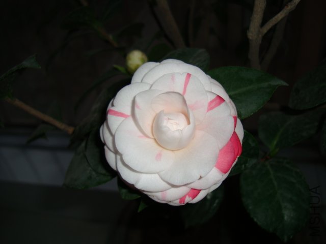DSC00794.JPG