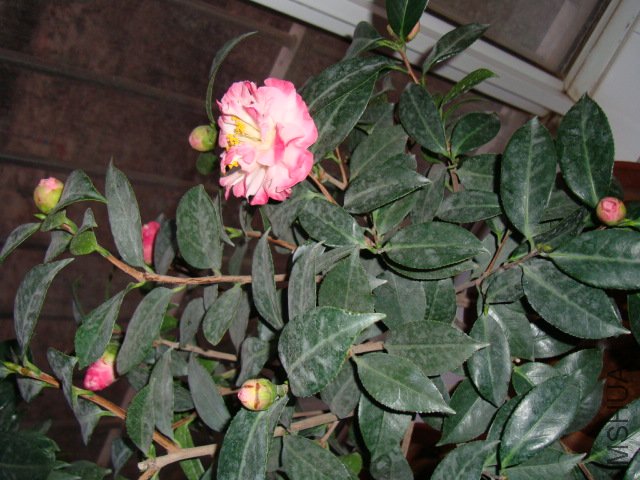 DSC00797.JPG