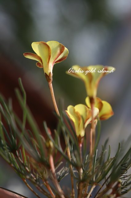 gold island 2009 12 6_2.jpg