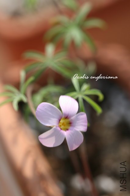 engleriana 2009 12 6_3.jpg