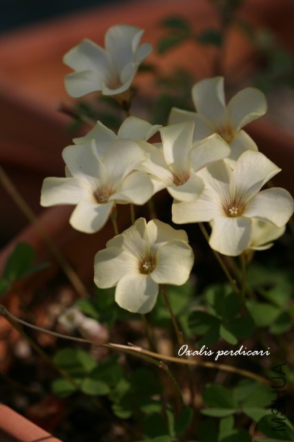 perdicari 2009 12 6.jpg