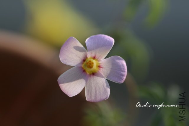 engleriana 2009 12 6_2.jpg