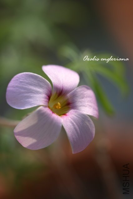 engleriana 2009 12 6_1.jpg