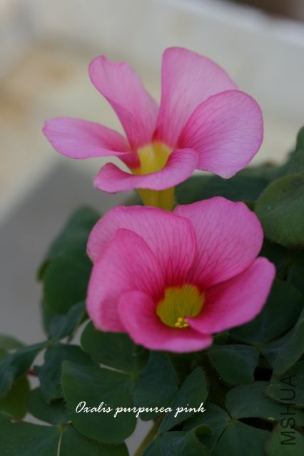 ��ܽ�� 2009 12 6_1.jpg