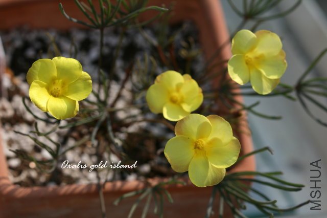 gold island 2009 12 6_1.jpg