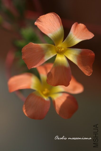 massoniana 2009 12 6_1.jpg