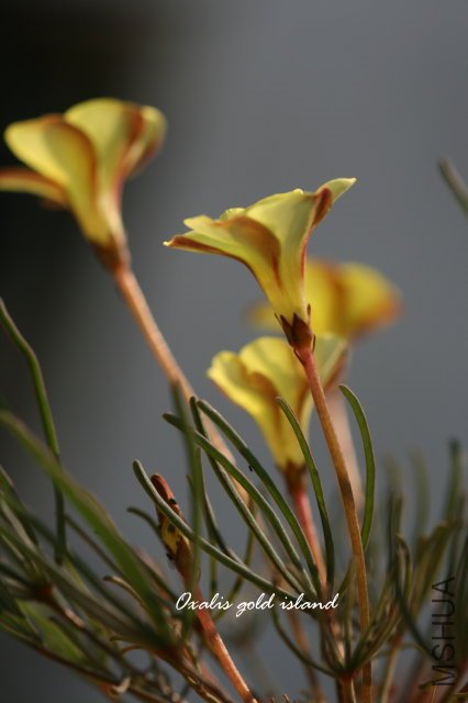 gold island 2009 12 6_3.jpg