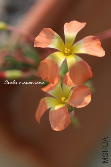 massoniana 2009 12 6_2.jpg