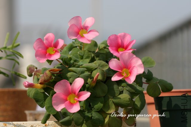 ��ܽ�� 2009 12 6_3.jpg