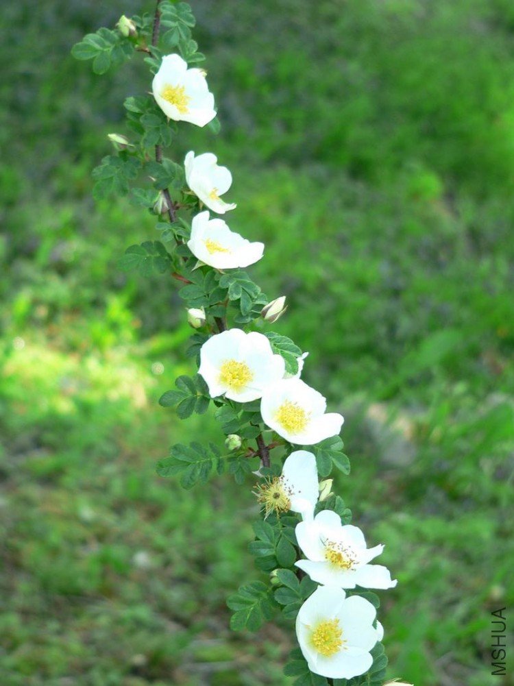 boojum_1148836161_241.jpg