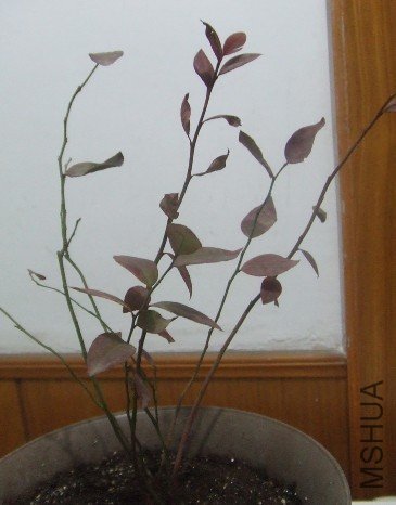 ��ݮ.jpg