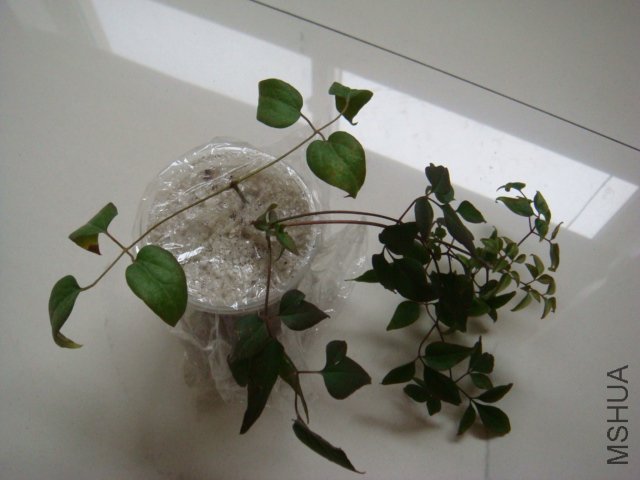 ˮ������κͻ���