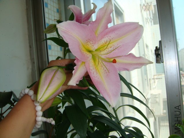 DSC00928.JPG