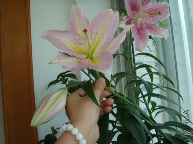 DSC00930.JPG