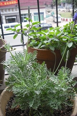 DSCF3854.jpg