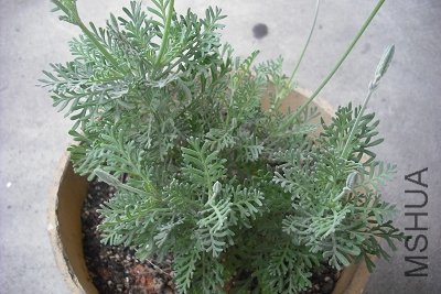 DSCF3852.jpg