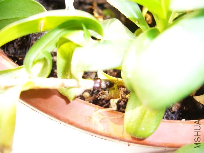 ͼ�е����������ĺںֵ�㣬������С�棬��֪Ϊ���������������������