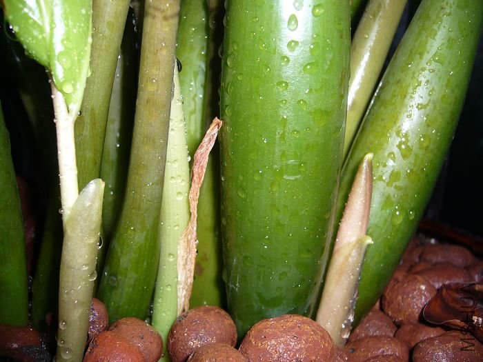 ���۵�����