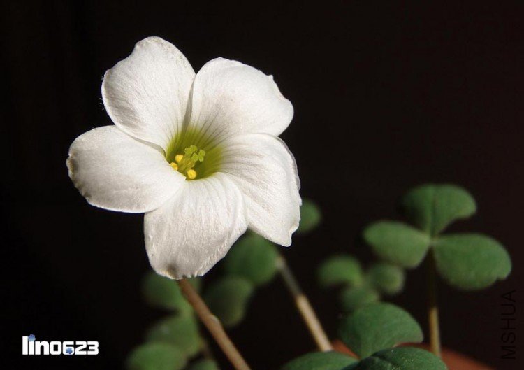 Oxalis obliquifolia.JPG