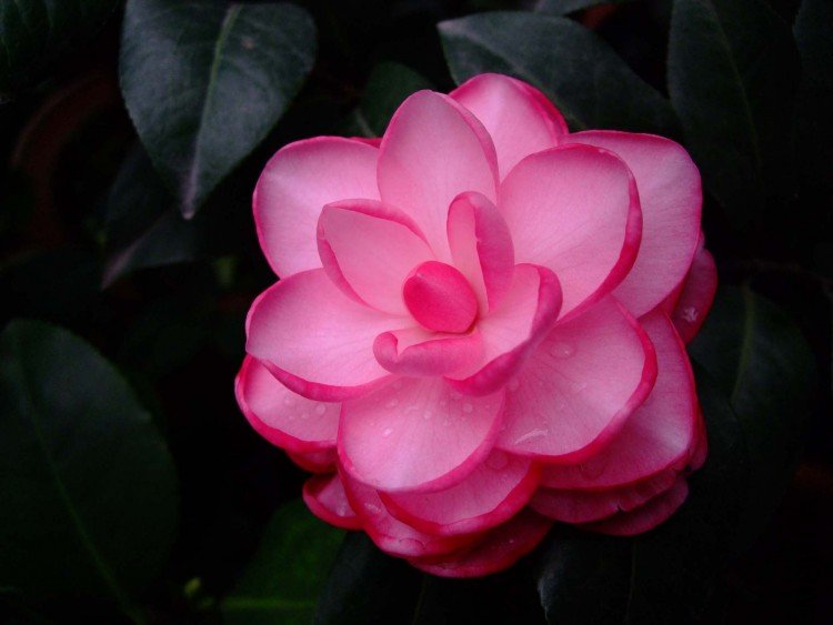 ��Ƭ09-12-11f 00111.jpg