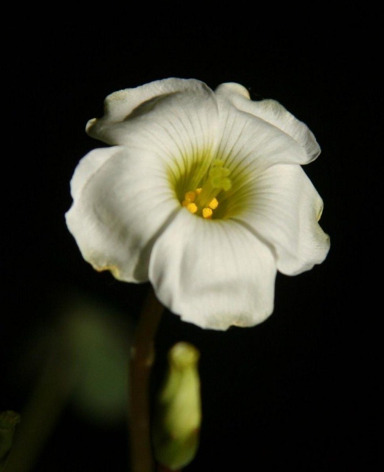 IMG_6219 - ����.JPG