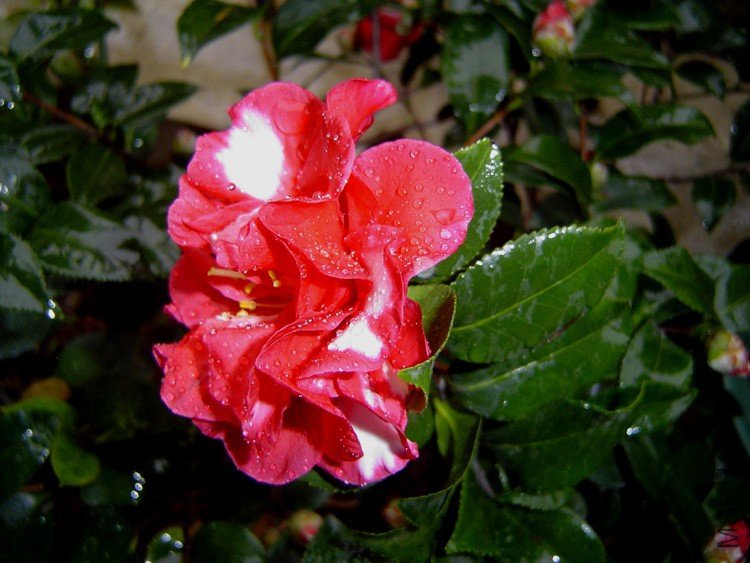 ��÷���� (1).jpg