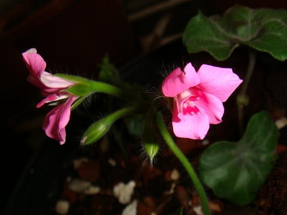 DSC01879.JPG