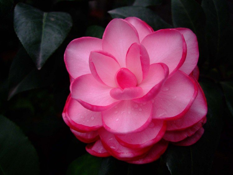 ţ�������� 09-12-11f (3).jpg