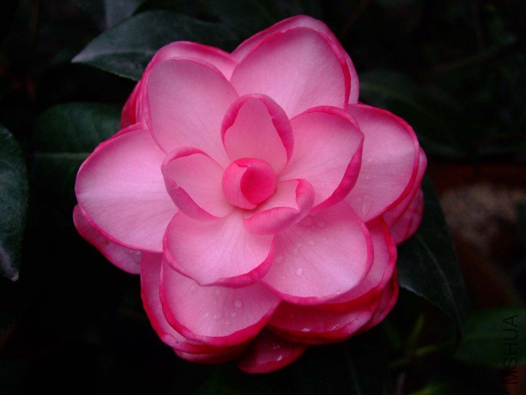 ţ�������� 09-12-11f (5).jpg