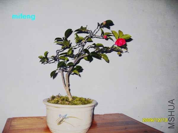 SDC10943.jpg