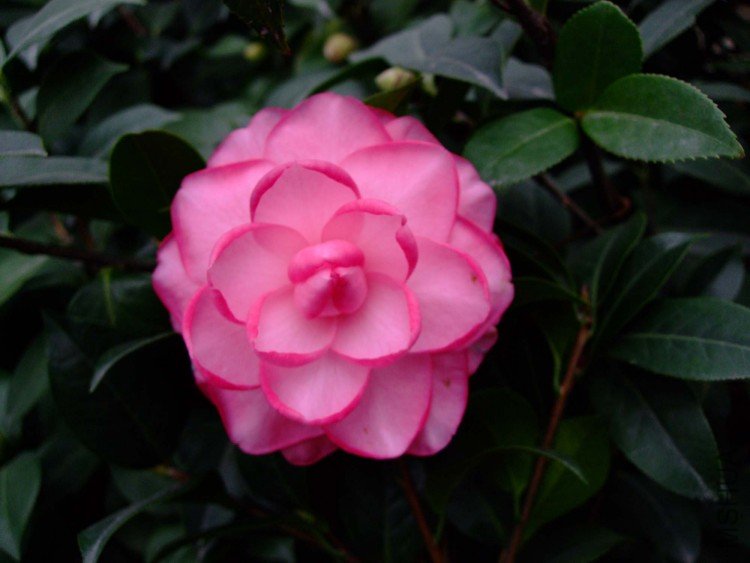 ţ��������09-12-12f (1).jpg