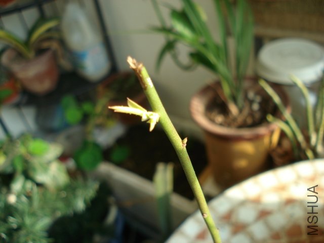 DSC04116.JPG