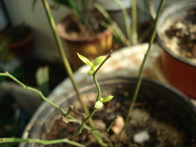 DSC04111.JPG